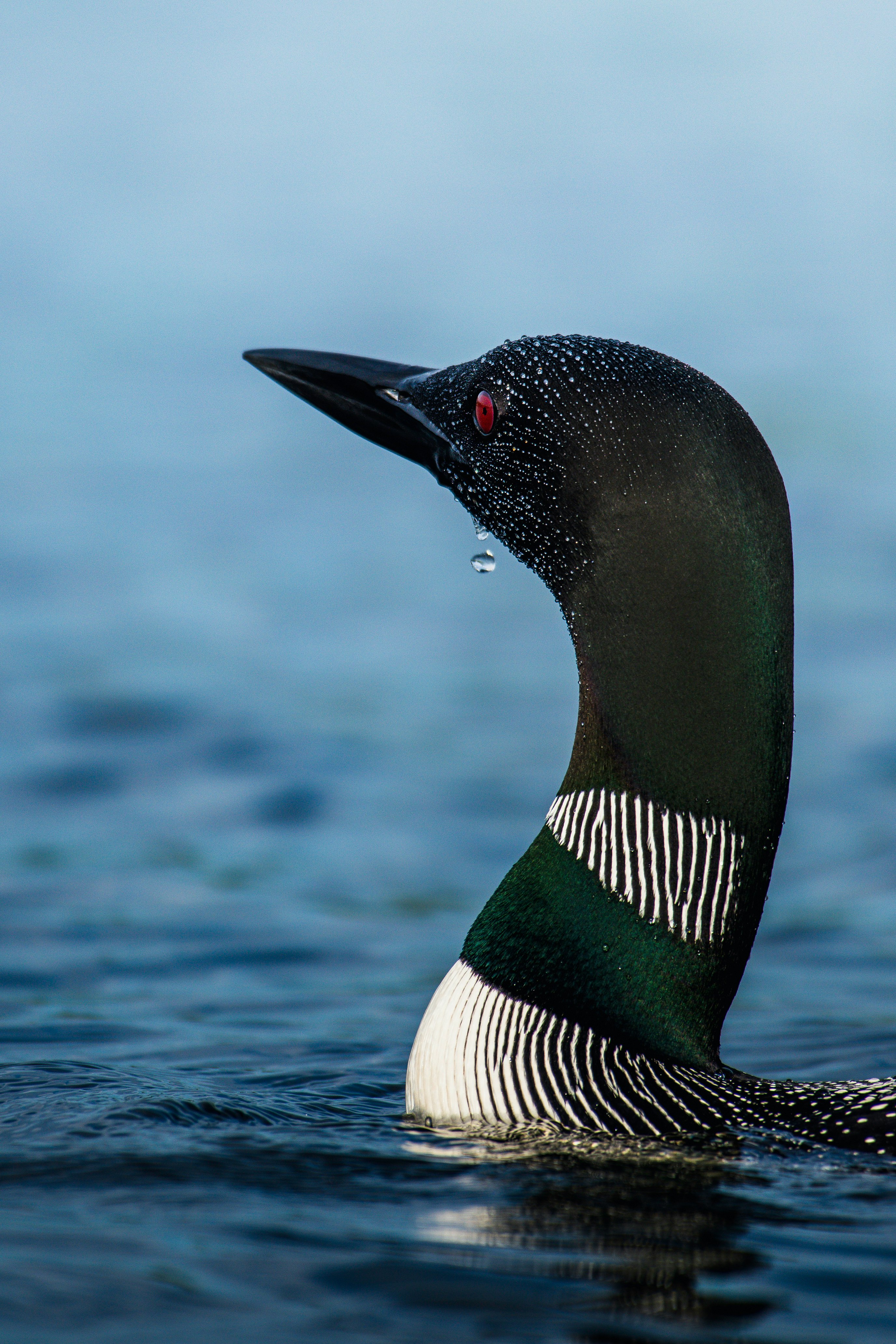 black and white duck on water